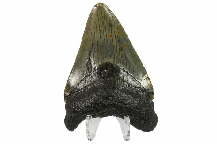 Fossil Megalodon Tooth - South Carolina #130756